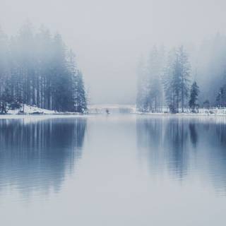 Foggy winter trees wallpaper
