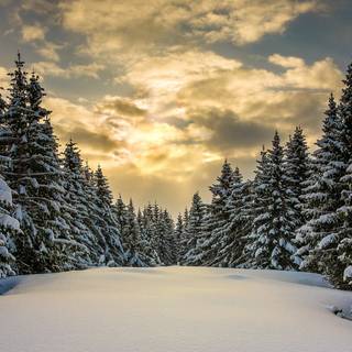 Blurred winter trees wallpaper