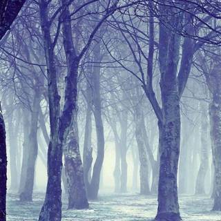 Foggy winter trees wallpaper