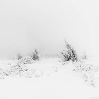 Fog winter trees wallpaper