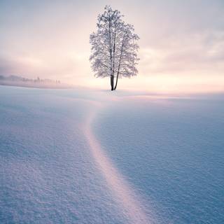 Foggy winter trees wallpaper