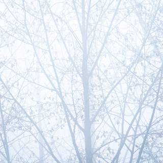 Fog winter trees wallpaper