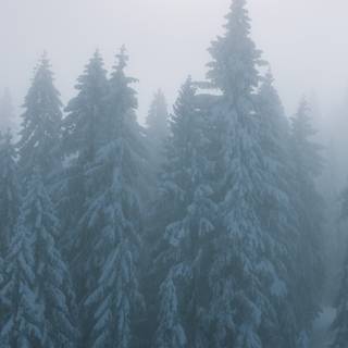 Foggy winter trees wallpaper