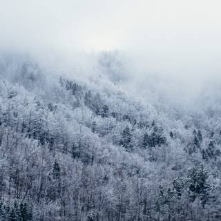 Foggy winter trees wallpaper