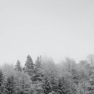 Fog winter trees wallpaper