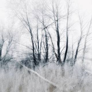 Blurred winter trees wallpaper