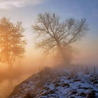 Foggy winter trees wallpaper