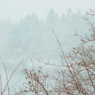 Blurred winter trees wallpaper