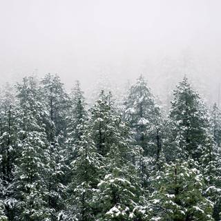 Foggy winter trees wallpaper