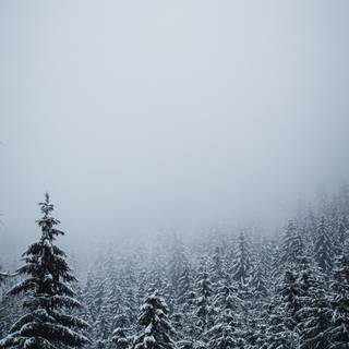 Foggy winter trees wallpaper