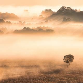 Foggy winter trees wallpaper