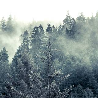 Fog winter trees wallpaper