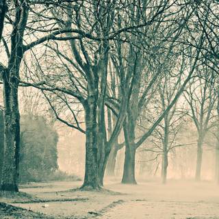 Foggy winter trees wallpaper