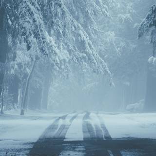 Fog winter trees wallpaper