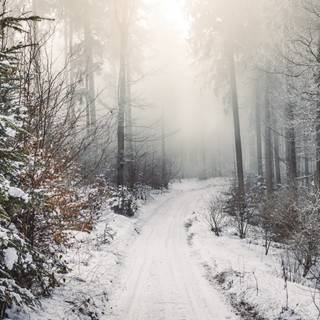 Foggy winter trees wallpaper