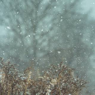 Blurred winter trees wallpaper