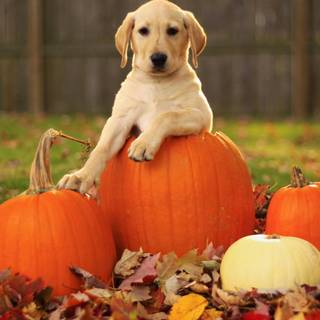 Cute Thanksgiving desktop wallpaper