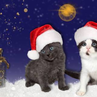 New Year cat wallpaper