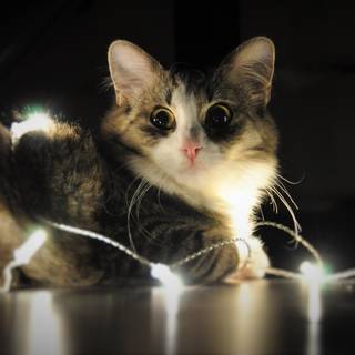 New Year cat wallpaper