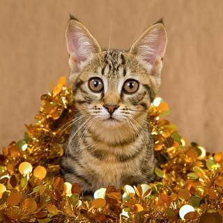 New Year cat wallpaper