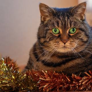 New Year cat wallpaper