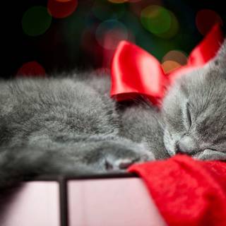 New Year cat wallpaper