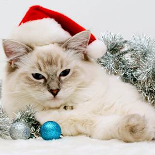 New Year cat wallpaper