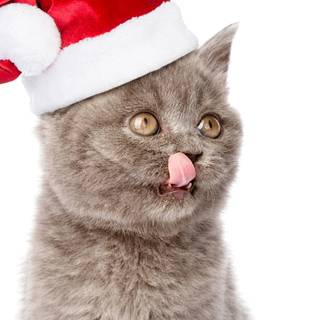 New Year cat wallpaper