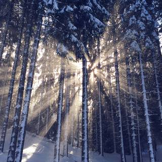 Light and winter wallpaper