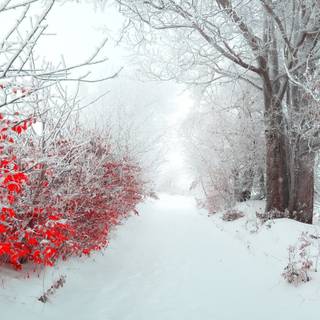 Cute winter PC wallpaper