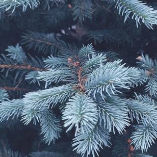 Cute green winter wallpaper