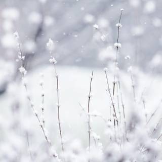 Cute winter PC wallpaper