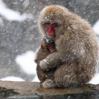 Cute winter PC wallpaper