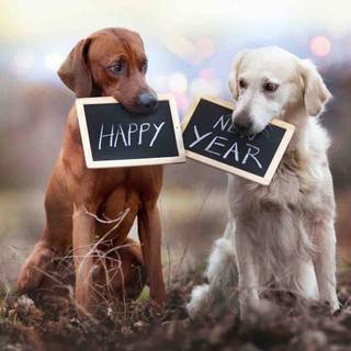 New Year dog wallpaper
