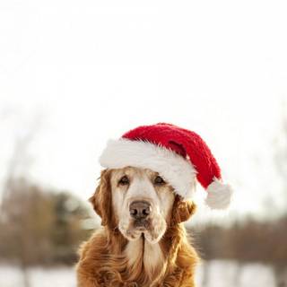 New Year dog wallpaper