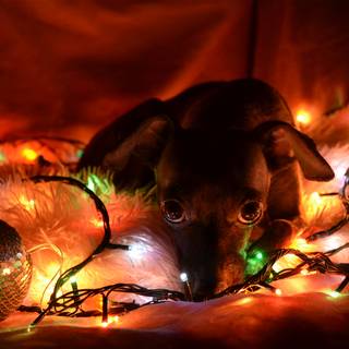 New Year dog wallpaper