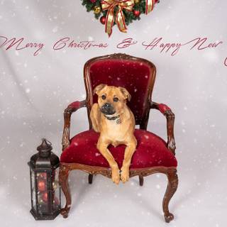 New Year dog wallpaper