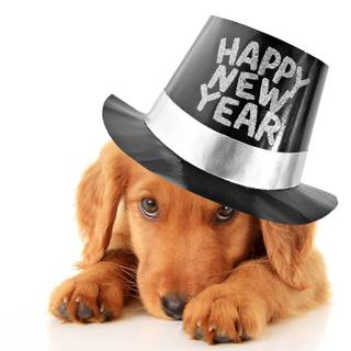 New Year dog wallpaper