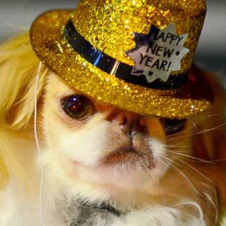 New Year dog wallpaper