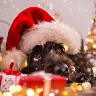 New Year dog wallpaper