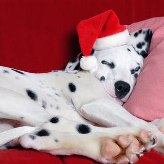 New Year dog wallpaper