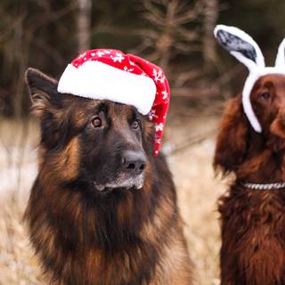 New Year dog wallpaper