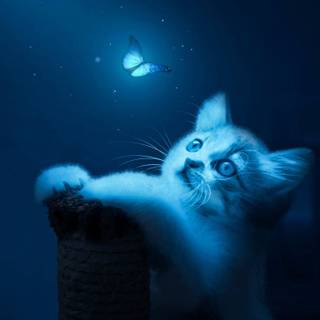 Glowing cat wallpaper