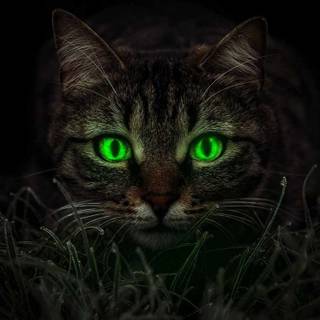 Glowing cat wallpaper