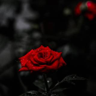 8k vertical wallpaper