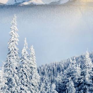 8k vertical wallpaper