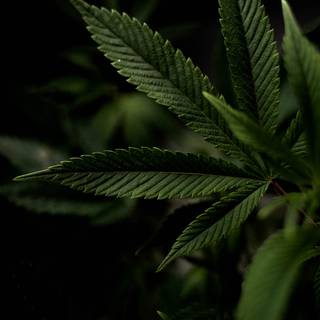 Weed leaves wallpaper