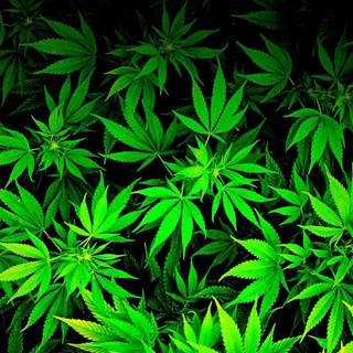 Weed leaves wallpaper