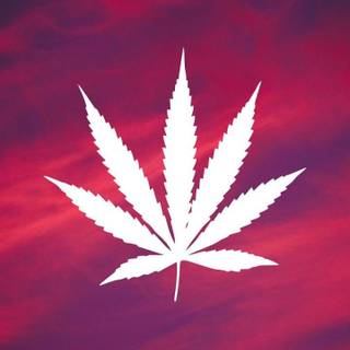 Weed leaves wallpaper