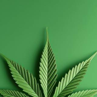 Weed leaves wallpaper